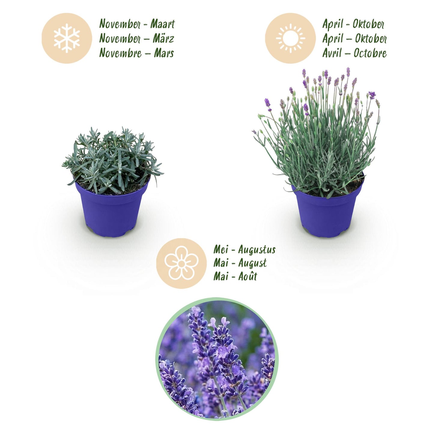 Green boutiQ - Gartenpflanze - Lavandula angustifolia Hidcote - Lavendel - Winterhart - Lila - 6 Pflanzen - Topf 12cm - Höhe 15-25cm 