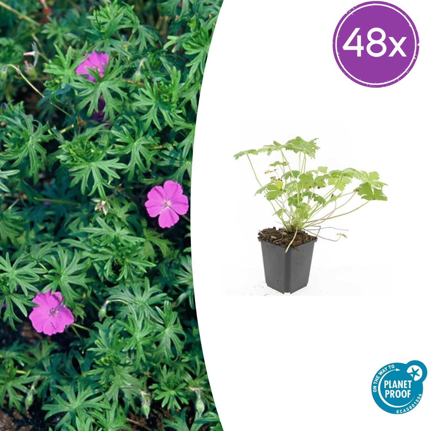 Geranium 'Tiny Monster' – 48 Pflanzen – ↕10-25cm – Ø9cm – Winterharte Staude mit rosa Blüten – Pflegeleicht & bienenfreundlich – Für Beete & Bodendecker 