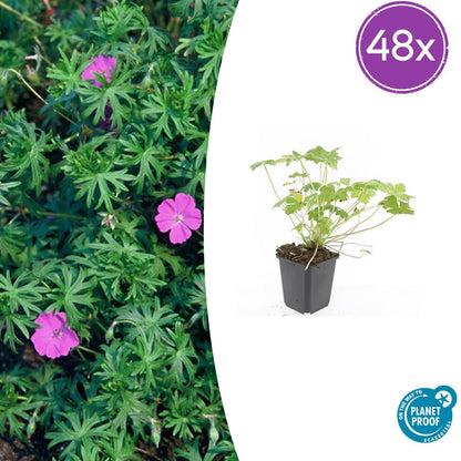 Geranium 'Tiny Monster' – 48 Pflanzen – ↕10-25cm – Ø9cm – Winterharte Staude mit rosa Blüten – Pflegeleicht & bienenfreundlich – Für Beete & Bodendecker 