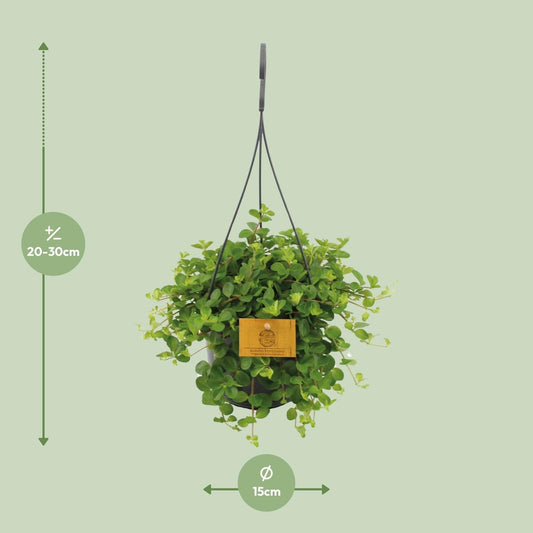 Zwergpfeffer Peperomia Rotundifolia – Zimmerpflanze – Glänzende Blätter – Ø15 cm, Höhe 25 cm – Pflegeleicht 