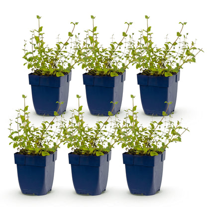 Katzenminze 'Grog' – Nepeta racemosa 'Grog' – Topf Ø11cm – Bienenfreundliche Staude für Garten & Balkon