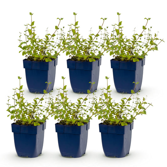 Katzenminze 'Grog' – Nepeta racemosa 'Grog' – Topf Ø11cm – Bienenfreundliche Staude für Garten & Balkon
