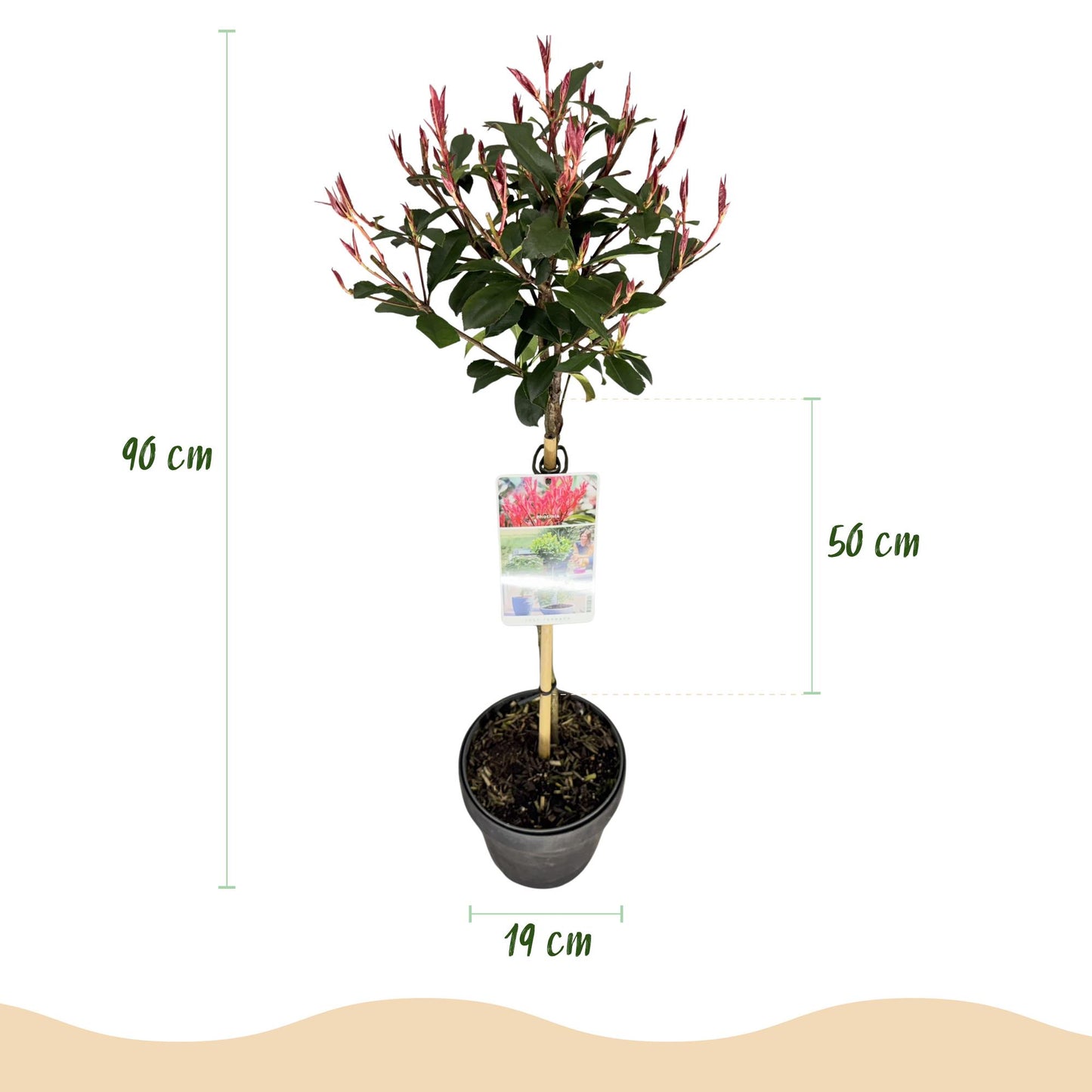 GreenboutiQ - Pflanze auf Stamm - Photinia fraseri Carre Rouge - Terrassenpflanze - Immergrün - Winterhart - Grün-Rotes Blatt - Topf 19cm Höhe 90cm 