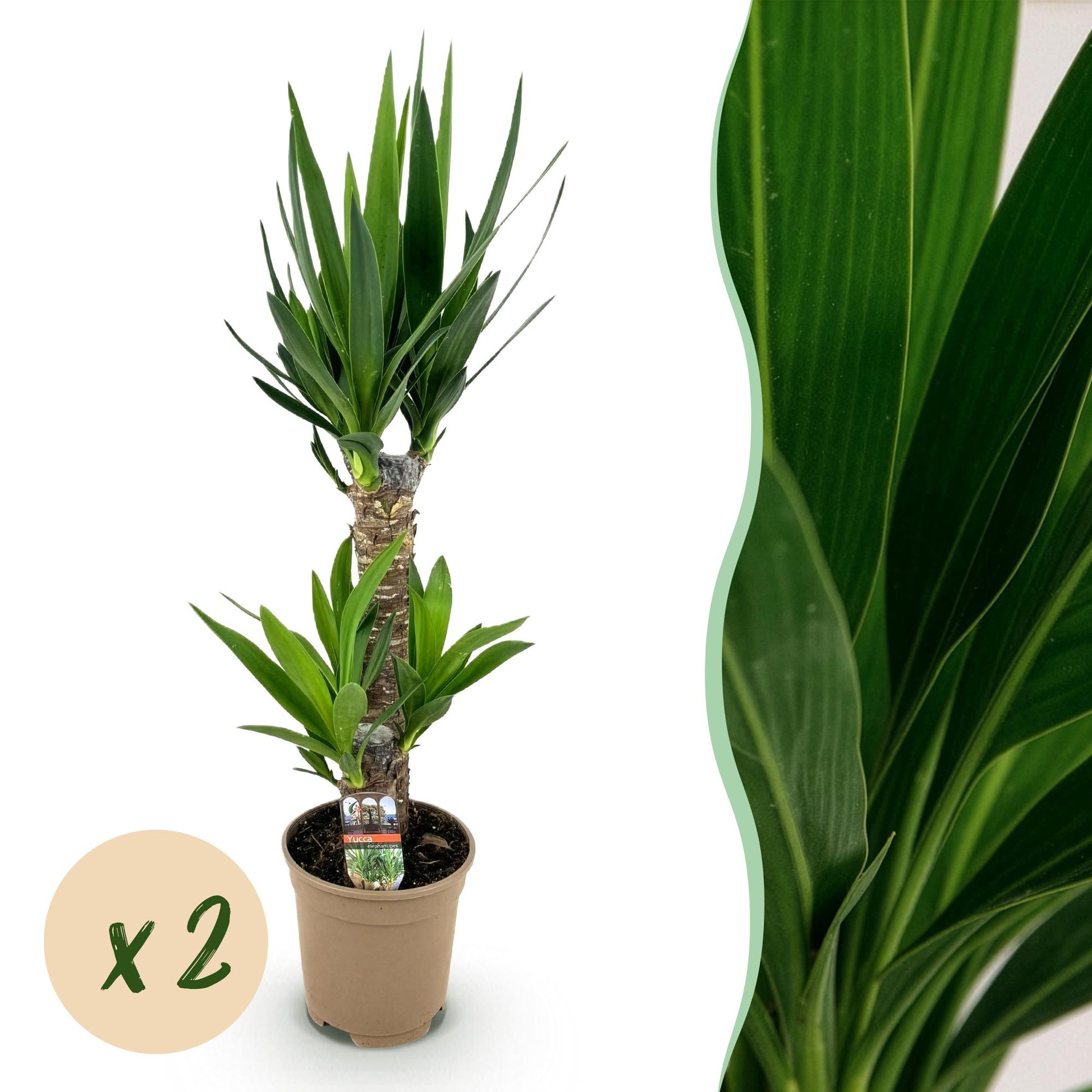 Yucca Elephantipes – 2 Pflanzen – 75cm – 17cm – Pflegeleichte Palmlilie mit schmalen Blättern – Robuste Zimmerpflanzen für helle & halbschattige Innenräume – Luftreinigendes Grün im Doppelset 