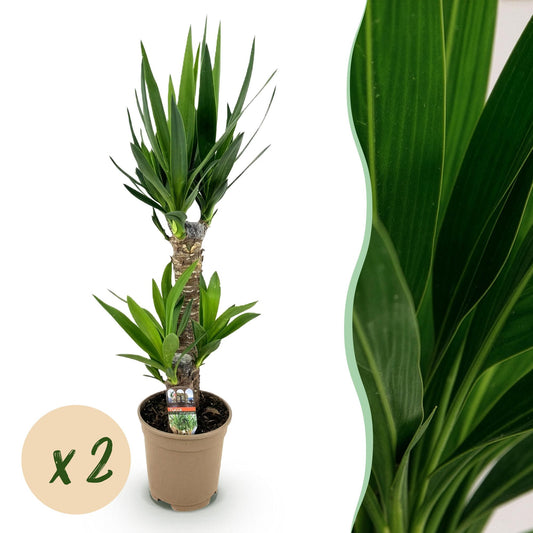 Yucca Elephantipes – 2 Pflanzen – 75cm – 17cm – Pflegeleichte Palmlilie mit schmalen Blättern – Robuste Zimmerpflanzen für helle & halbschattige Innenräume – Luftreinigendes Grün im Doppelset 