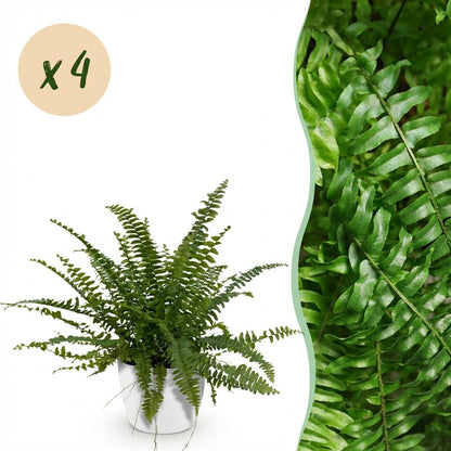 Nephrolepsis Exaltata Green Lady Farn – 2er Set Zimmerpflanze mit weißem Topf Ø12cm Höhe25cm – Haustierfreundliche Grünpflanz