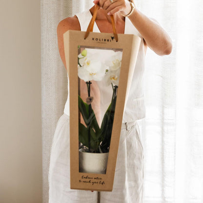 Kolibri Orchids | Pflanzengeschenk gute Besserung | Lausanne-Orchidee mit Topf, Karte & Geschenktasche 