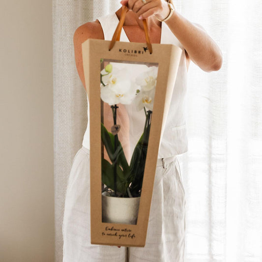 Kolibri Orchids | Pflanzengeschenk gute Besserung | Lausanne-Orchidee mit Topf, Karte & Geschenktasche 