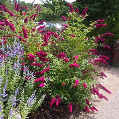 Green boutiQ - Garden Plant - Buddleja davidii Royal Red - Butterfly Bush - Winter Hardy - Red - 3 Plants - Pot 17cm - Height 45cm 