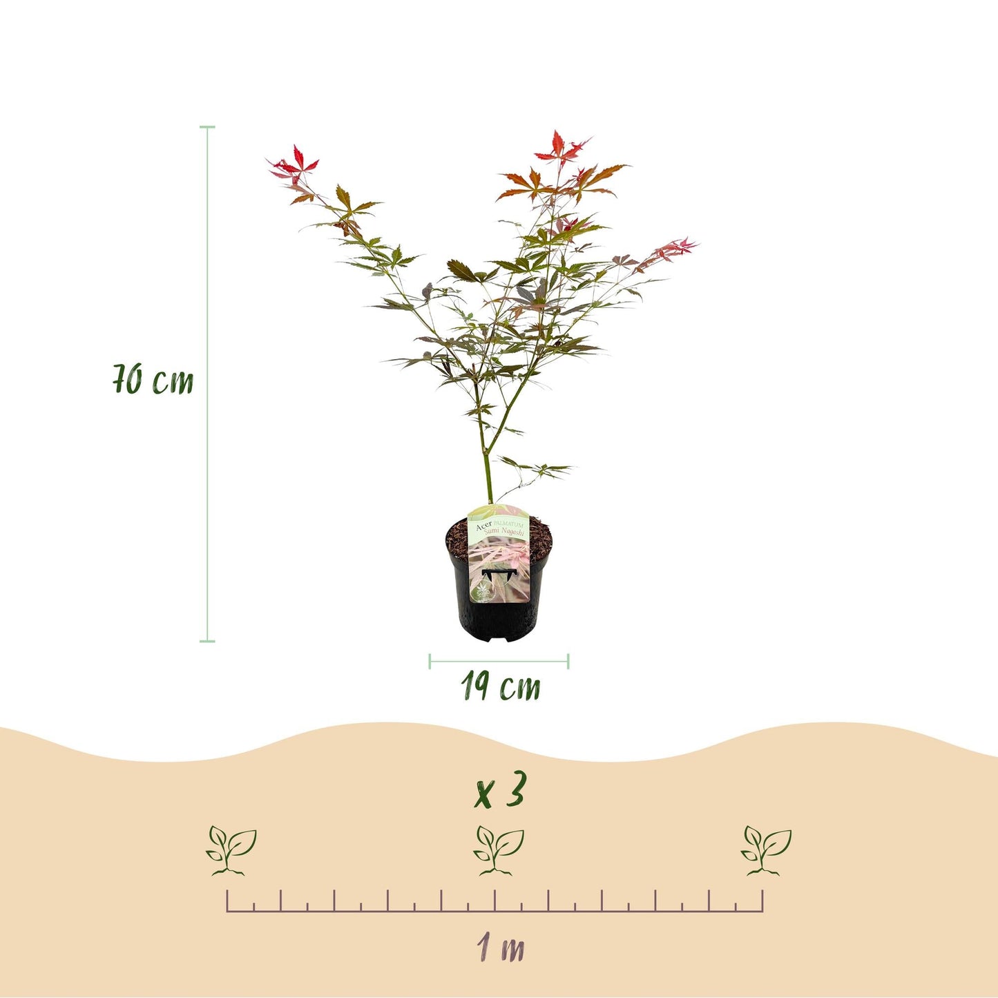 Japanischer Ahorn – Acer palmatum 'Sumi-nagashi' – 2 Pflanzen – je ca. 70 cm hoch – Topf Ø19 cm – tiefviolettes Laub mit Glanz – Balkon- & Gartenpflanze 