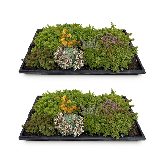 GreenboutiQ - Bodendecker - Winterhart - Sedummatte - Besteht aus 10 Sorten - X2 - Wenig Pflege - Länge 50cm Breite 30cm 