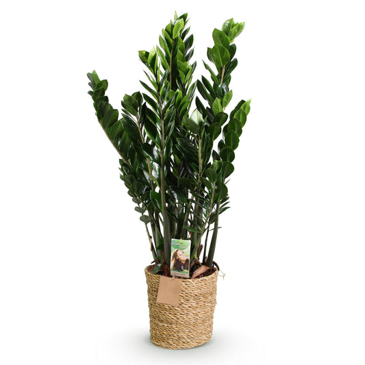 Green boutiQ - Zimmerpflanzen - Zamioculcas - ZZ-Pflanze - Wenig Pflege - mit Korb - Grün - 1 Pflanze - Topf 21cm - Höhe 80-90cm 