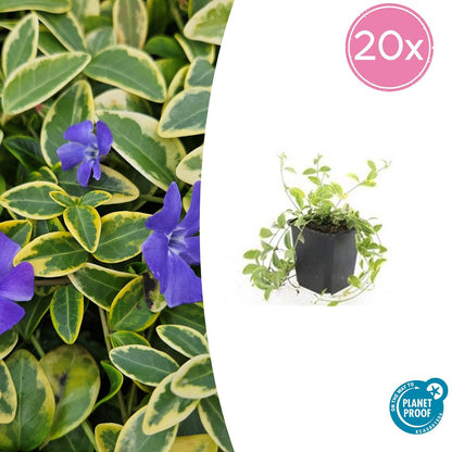 Kleinblättriges Immergrün Vinca minor 'Aureovariegata' – ↕10-25cm – Ø9cm – 20 Pflanzen – Bodendecker mit goldbuntem Laub – Winterhart, pflegeleicht & immergrün