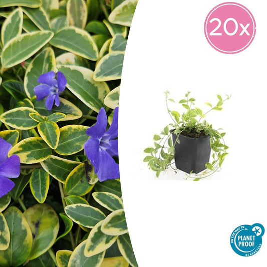 Kleinblättriges Immergrün Vinca minor 'Aureovariegata' – ↕10-25cm – Ø9cm – 20 Pflanzen – Bodendecker mit goldbuntem Laub – Winterhart, pflegeleicht & immergrün
