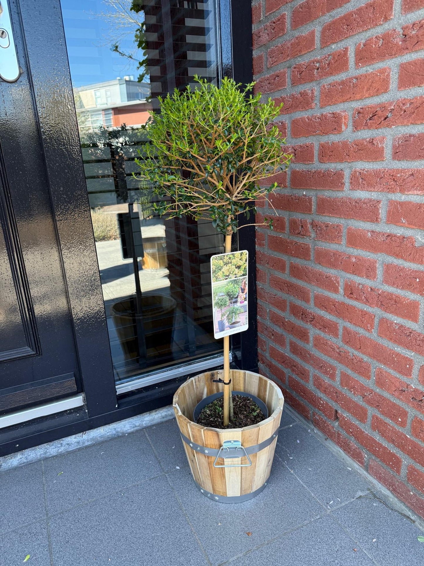 Ligustrum delavayanum Stamm-Pflanze – Immergrün – Pflegeleicht – Ø19 cm – Höhe ca. 90 cm – Sichtschutz & Stil für Terrasse & Balkon 