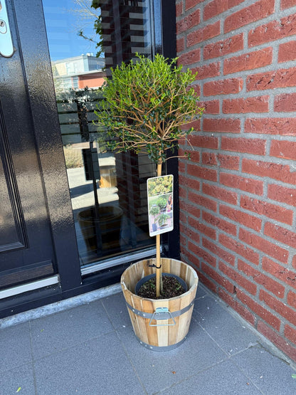 Ligustrum delavayanum Stamm-Pflanze – Immergrün – Pflegeleicht – Ø19 cm – Höhe ca. 90 cm – Sichtschutz & Stil für Terrasse & Balkon 