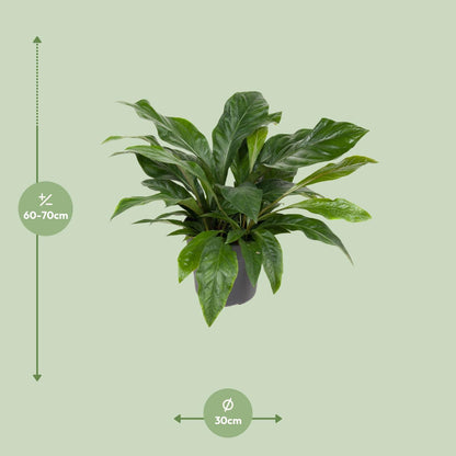 Flamingoblume - Anthurium Jungle Bush - Zimmerpflanze - Ø30cm - ↕70cm