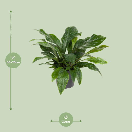 Flamingoblume - Anthurium Jungle Bush - Zimmerpflanze - Ø30cm - ↕70cm