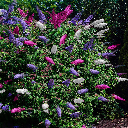 Schmetterlingsstrauch Buddleja davidii Tricolour – Blüten Rosa, Weiß & Lila – Bienen- & Schmetterlingsfreundlich – 17 cm x H30 cm – pflegeleicht 