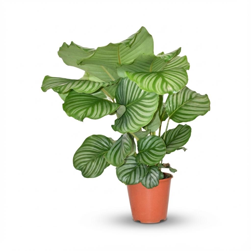 Korbmarante Calathea Orbifolia – Ø17cm – Höhe 40–50cm – Große silbrig gestreifte Blätter – Dekorative Zimmerpflanze für Wohnraum Büro & Schlafzimmer 