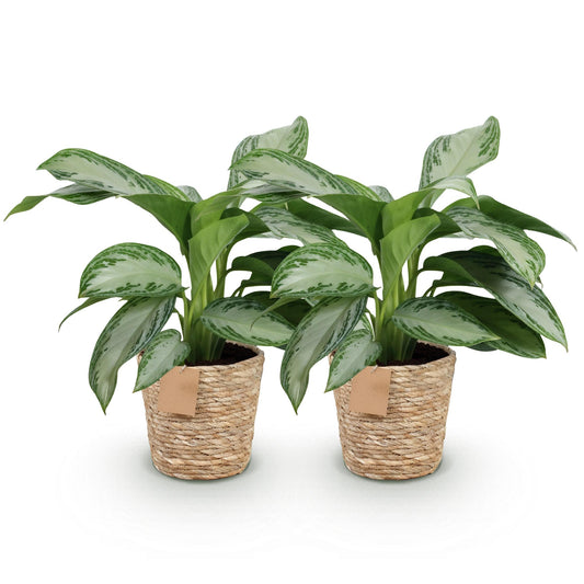 Green boutiQ - Zimmerpflanzen - Aglaonema Silver Bay - Silberblatt - Wenig Pflege - mit Korb - Silber - 2 Pflanzen - Topf 17cm - Höhe 70-75cm 