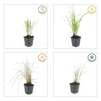 Calamagrostis acutiflora ‘Karl Foerster’ – 48 Pflanzen – ↕10-25cm – Ø9cm – Winterhartes Ziergras – Aufrechter Wuchs – Pflegeleicht – Für Beete & Rabatten