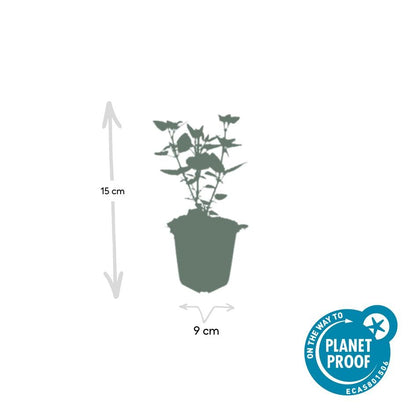 Asiatische Duftnessel – Agastache 'Blue Fortune' – ↕10-25cm – Ø9cm – 6 Pflanzen – Lavendelblaue Blüten – Schmetterlings- & bienenfreundlich – Sonniger Standort