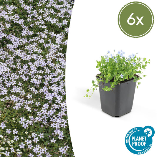 Blauer Bubikopf Isotoma fluviatilis – ↕10-25cm – Ø9cm – 6 Pflanzen – Niedriger Bodendecker mit blauen Sternblüten