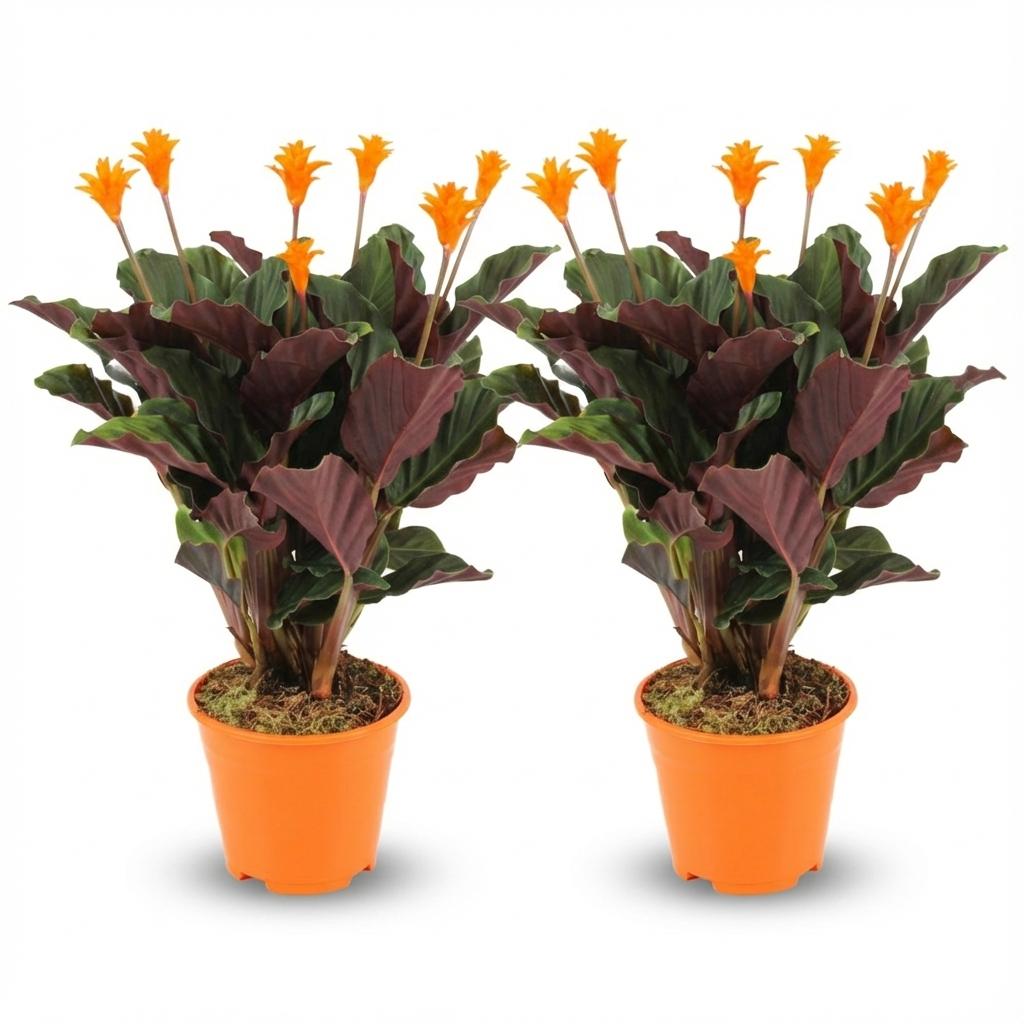 Korbmarante Calathea Crocata – 2 Pflanzen – Ø14cm – Höhe 40–45cm – Orange blühende Zimmerpflanze – Exotische Blüten – Luftfeuchteliebend 