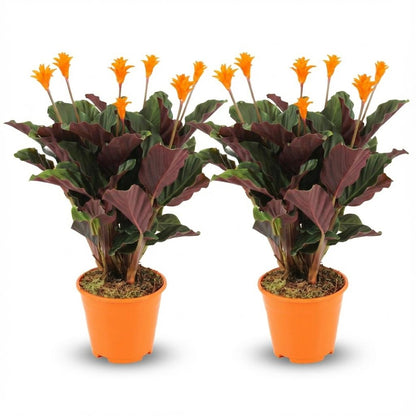 Korbmarante Calathea Crocata – 2 Pflanzen – Ø14cm – Höhe 40–45cm – Orange blühende Zimmerpflanze – Exotische Blüten – Luftfeuchteliebend 