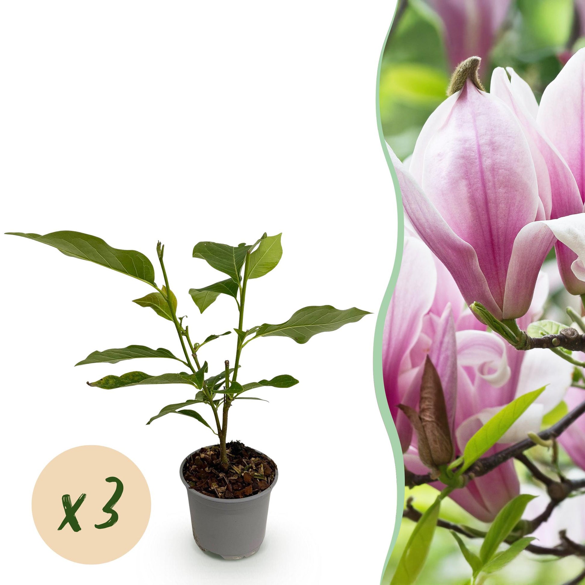 GreenboutiQ - Gartenpflanze - Magnolia George Henry Kern - Blüte Rosa - 3 Pflanzen - Laubabwerfend - Wenig Pflege - Topf 12cm Höhe 30cm 