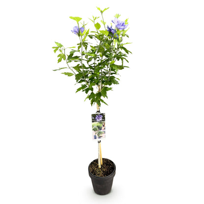 Hibiscus syriacus Blue Chiffon – Pflegeleichte Stamm-Pflanze mit großen blauen Blüten – Laubabwerfend – Ø19 cm – Höhe ca. 90 cm – Ideal für Terrasse & Balkon 