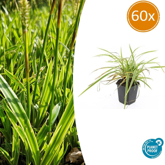 Goldrand Segge Carex morrowii 'Aureovariegata' – ↕10-25cm – Ø9cm – 60 Pflanzen – Immergrünes Ziergras – Gelb-grüne Panaschierung – Schattentauglich – Für Beete, Rabatten & Kübel