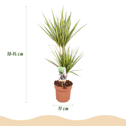 Green boutiQ - Zimmerpflanzen - Dracaena Sunray - Drachenblutbaum - Wenig Pflege - Grün - Gelb - 1 Pflanze - Topf 17cm - Höhe 70-75cm 