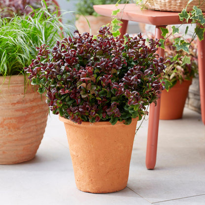GreenboutiQ - Gartenpflanze - Leucothoe Curly Red - Rot - 2 Pflanzen - Immergrün - Wenig Pflege - Topf 17cm Höhe 40cm 
