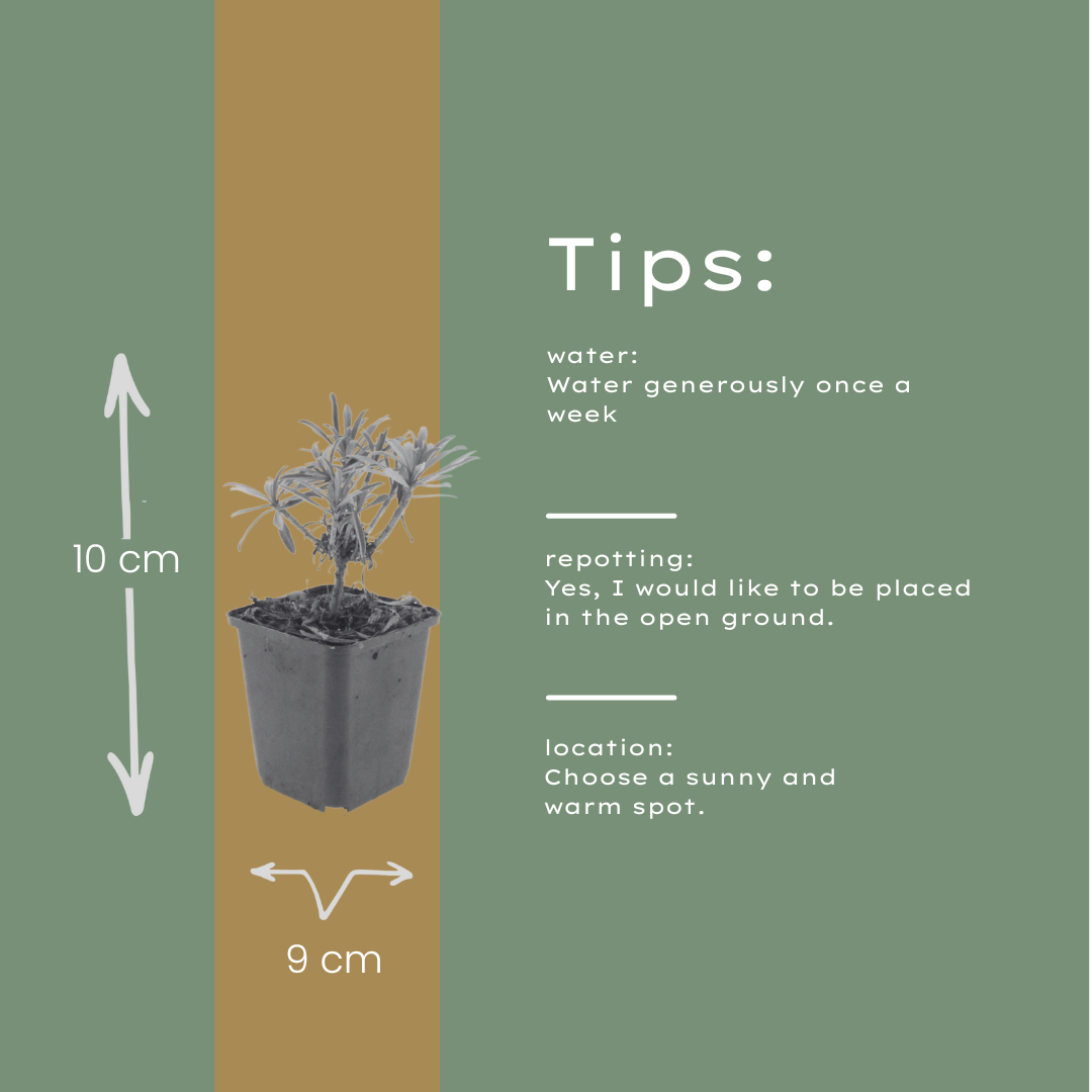 Erysimum Bowles Mauve – 24 Pflanzen Goldlack Staude – 10-25cm – Ø9cm – Langblühende Gartenpflanze für sonnige Standorte – Bienenfreundliche Blühstaude