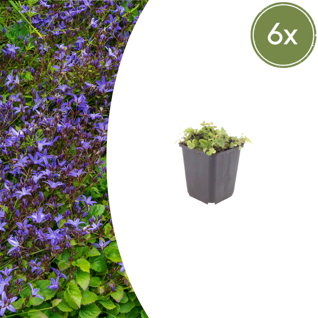 Campanula poscharskyana – 6 Pflanzen Polster-Glockenblume – 10-25cm – Ø9cm – Winterharte Bodendecker Staude – Blühpflanze für Mauer, Beet & Balkon