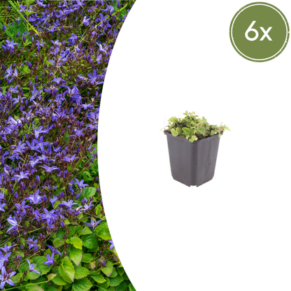 Campanula poscharskyana – 6 Pflanzen Polster-Glockenblume – 10-25cm – Ø9cm – Winterharte Bodendecker Staude – Blühpflanze für Mauer, Beet & Balkon