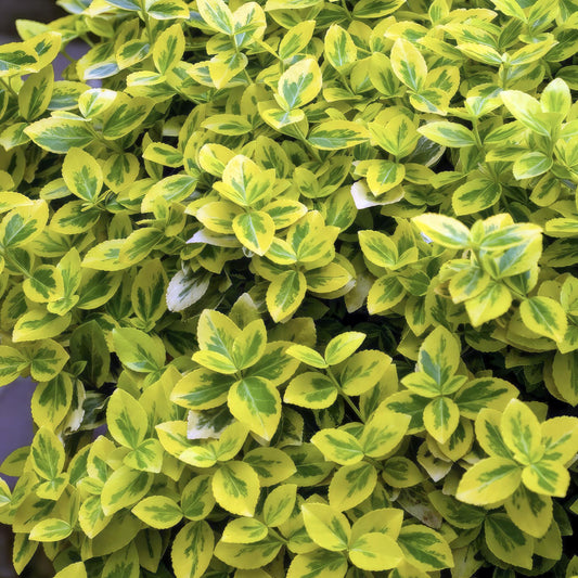 Euonymus fortunei 'Emerald 'n Gold' – Immergrüner Strauch mit gelb-grünem Laub – 24 Pflanzen – ↕10–25cm – Ø9cm – Kompakt & pflegeleicht – Für Hecken, Beete & Solitärpflanze