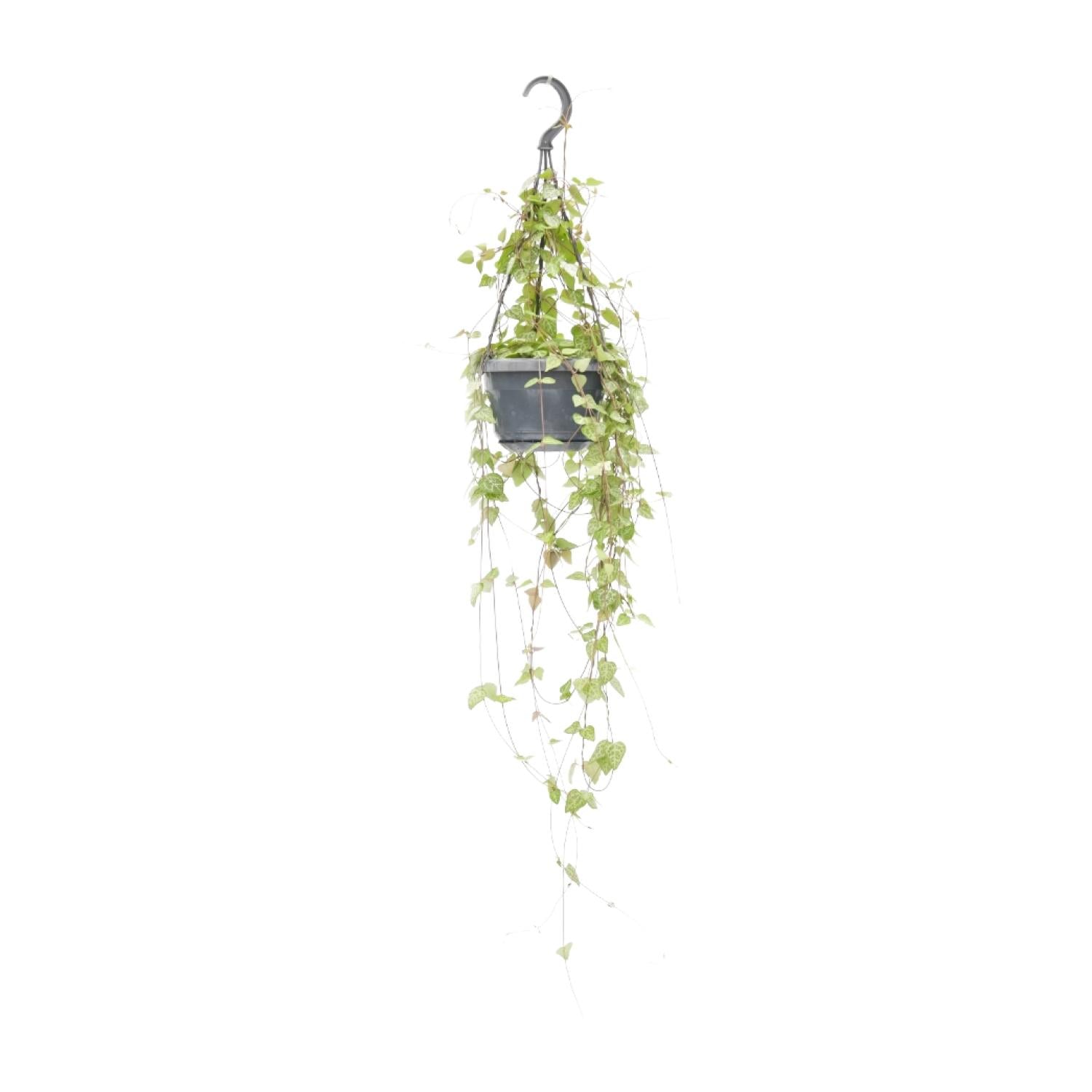 Leuchterblume – Ceropegia linearis 'Iris' – Zimmerpflanze – Ø14cm – ↕38cm – Hängende Sukkulente mit herzförmigen Blättern – Pflegeleicht & dekorativ 