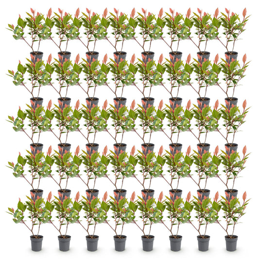 Glanzmispel (kompakt) 'Little Red Robin' – Photinia fraseri 'Little Red Robin' – 40 Heckenpflanzen – Topf Ø9cm – Höhe 25-35cm – Winterhart & immergrün