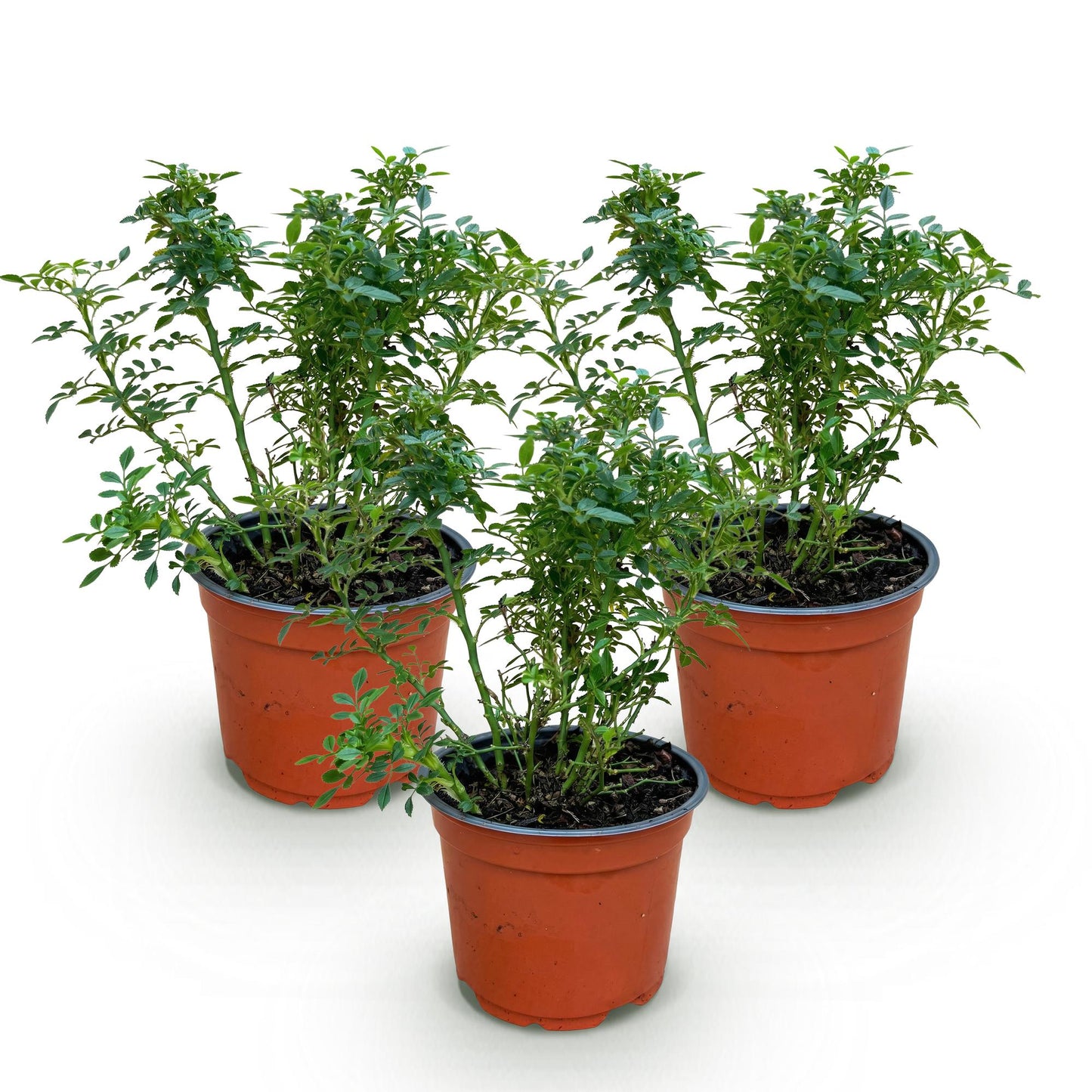 Gartenrose Rosa Cutie Pie 3er Set – winterhart rosa – Duftrose im Topf 12cm – Höhe 20-25cm – kompakter Rosenstrauch 30-40cm – lange Blüte für Beet, Hecke, Balkon & Terrasse 