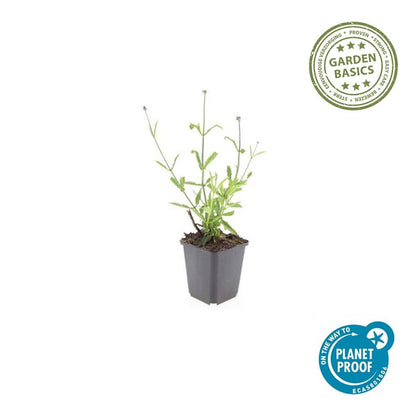 Hohes Eisenkraut Verbena bonariensis 'Lollipop' – ↕10-25cm – Ø9cm – 20 Pflanzen – Kompakte Staude mit lilafarbenen Blüten – Bienen- & schmetterlingsfreundlich – Für Beete, Töpfe & Randbepflanzung – Pflegeleicht & langblühend
