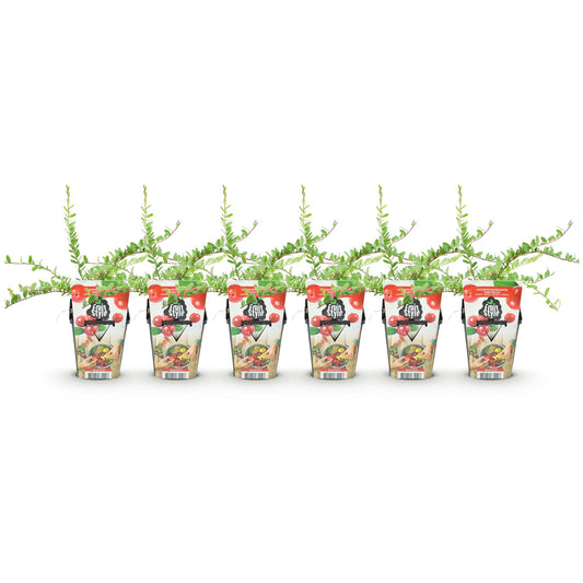 Blaubeerpflanzen Vaccinium macrophylla Early Black winterhart 6 Pflanzen Höhe 35cm Ø9cm – Dunkelrote Beeren – Pflegeleichte Obstpflanze für Garten Balkon & Terrasse 