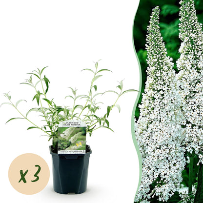 Green boutiQ - Garden Plant - Buddleja davidii White Profusion - Butterfly Bush - Hardy - White - 3 Plants - Pot 17cm - Height 45cm 