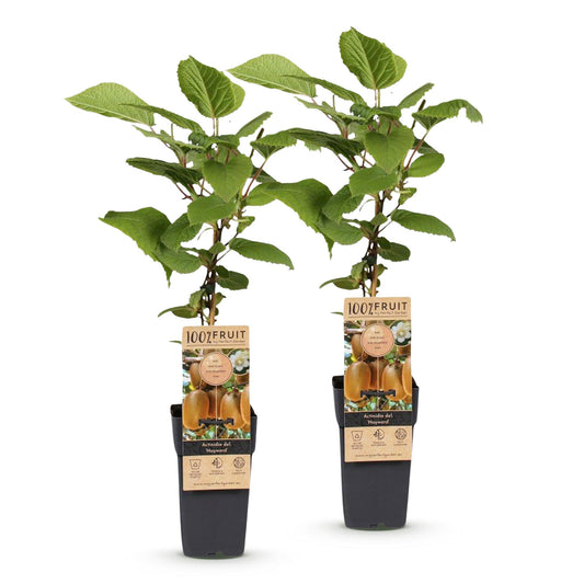 Green boutiQ - Fruit plant - Actinidia deliciosa Hayward - Kiwi plant - Female - Green Fruit - 2 Plants - Pot 15cm - Height 50cm 