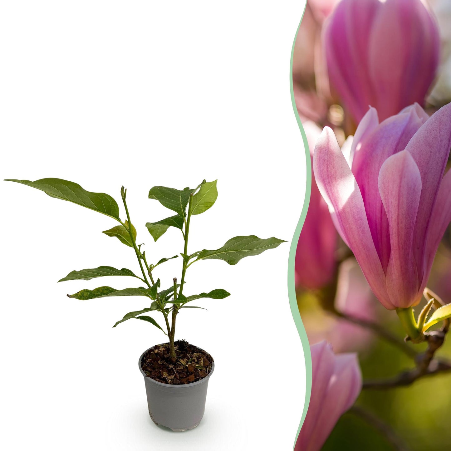 GreenboutiQ - Gartenpflanze - Magnolia Heaven Scent - Blüte Rosa - 1 Pflanze - Laubabwerfend - Wenig Pflege - Topf 12cm Höhe 30cm 