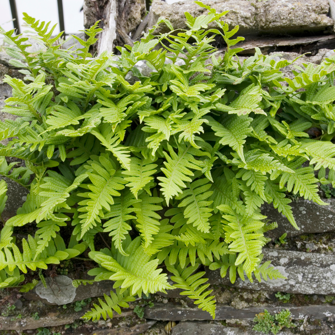 Polypodium vulgare Farn – 24 Pflanzen – Ø9cm – Höhe 10-25cm – Immergrüner Gartenfarn – Winterhart – Für Schattenbeet, Unterpflanzung & Naturgarten - Oasis of Life