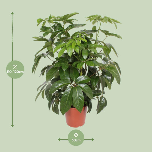 Schefflera Actinophylla Amate - Ø30cm - ↕120cm 