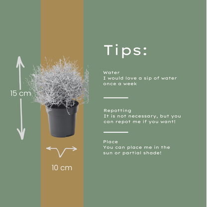 6x Calocephalus (Silberstrauch) – 10 cm Ø – 15 cm ↕ 